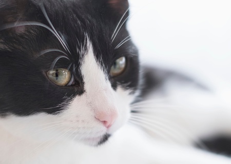 Entry image for Mickey . Clicking this image will show a larger photo