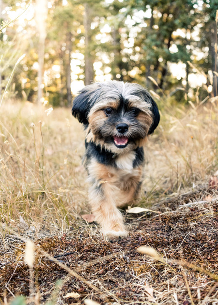 Entry image for Bentley. Clicking this image will show a larger photo