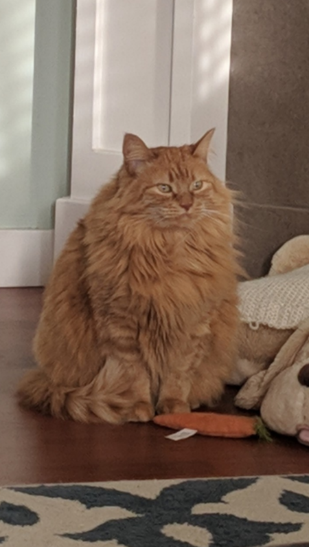 Entry image for Violet. Clicking this image will show a larger photo