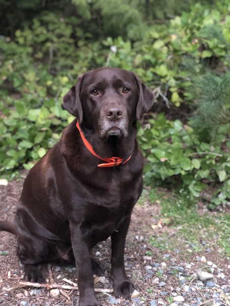 Entry image for Rio. Clicking this image will show a larger photo