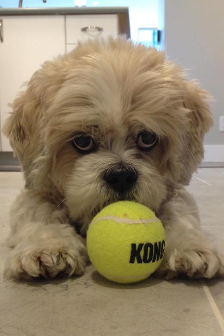 Entry image for Butters. Clicking this image will show a larger photo