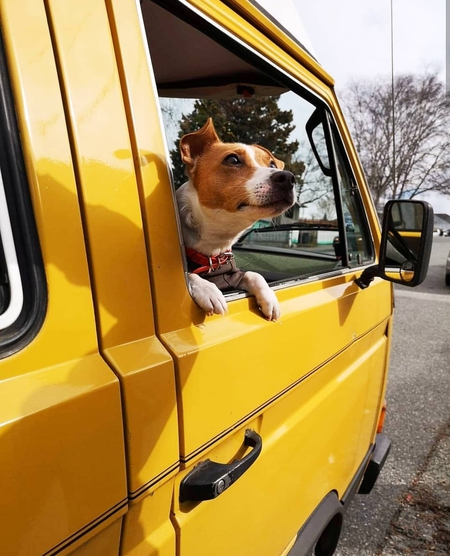 Entry image for Cooper. Clicking this image will show a larger photo