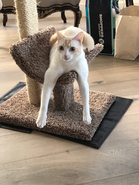 Entry image for Skye. Clicking this image will show a larger photo