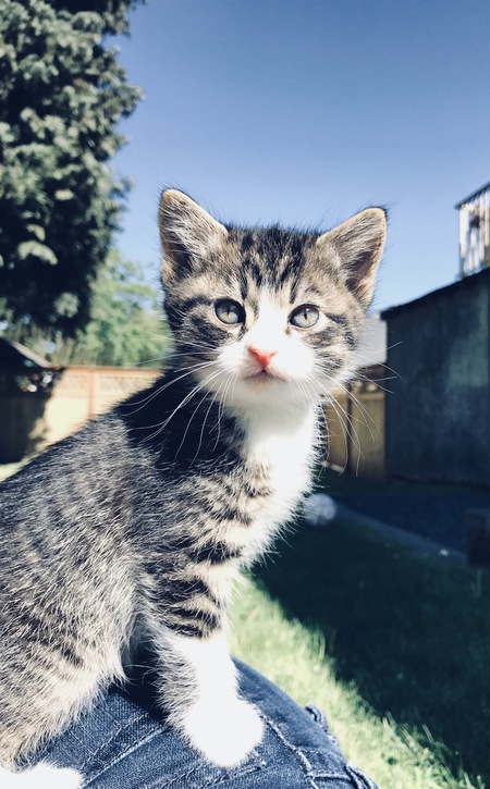 Entry image for George. Clicking this image will show a larger photo