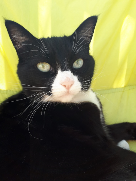 Entry image for Lucy. Clicking this image will show a larger photo