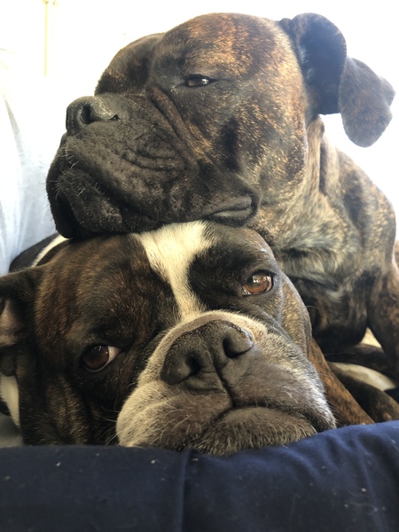 Entry image for Angus and Fiona . Clicking this image will show a larger photo