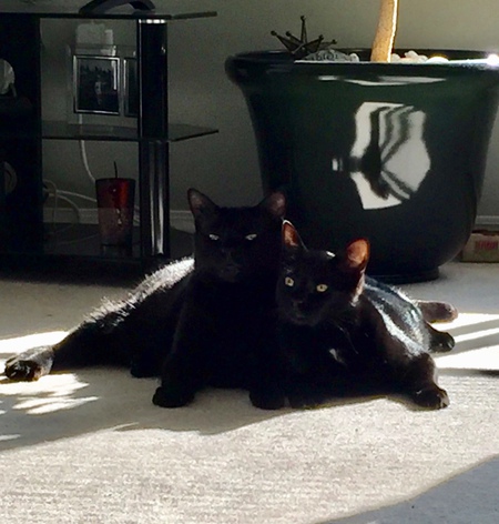 Entry image for Buddy and Oliver. Clicking this image will show a larger photo