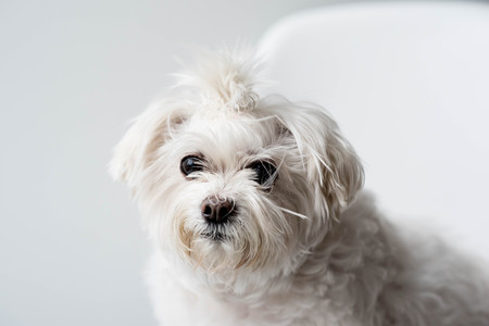 Entry image for Coco. Clicking this image will show a larger photo