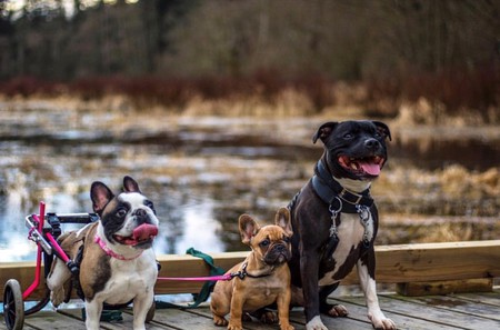 Entry image for Harley, Gunner, and Bart. Clicking this image will show a larger photo