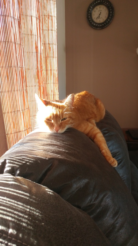 Entry image for Willie. Clicking this image will show a larger photo