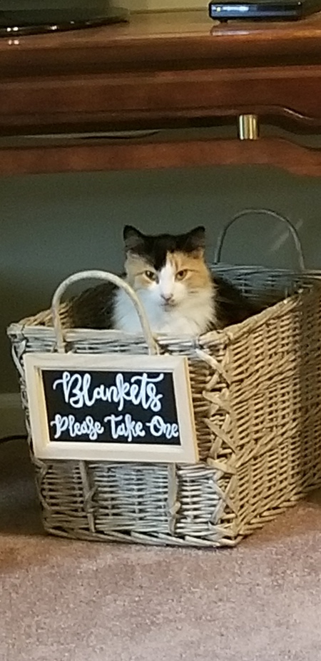 Entry image for Lacey. Clicking this image will show a larger photo