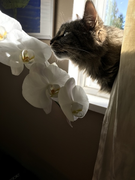 Entry image for Luna. Clicking this image will show a larger photo