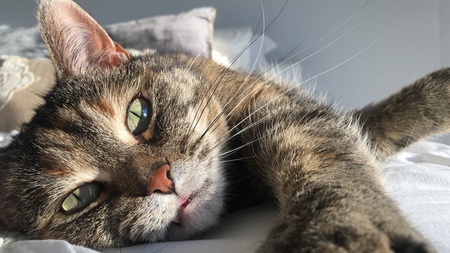 Entry image for Keltie. Clicking this image will show a larger photo