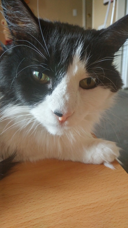 Entry image for Biggy. Clicking this image will show a larger photo