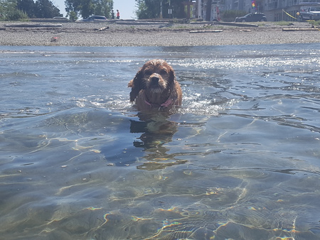 Entry image for Aria. Clicking this image will show a larger photo