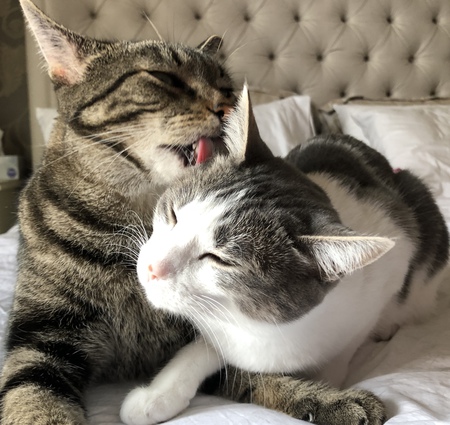 Entry image for Hunter and Bella. Clicking this image will show a larger photo