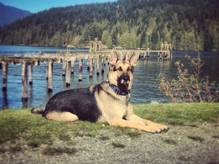 Entry image for Harley. Clicking this image will show a larger photo