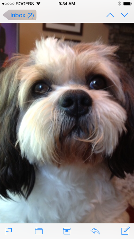 Entry image for Boobie. Clicking this image will show a larger photo