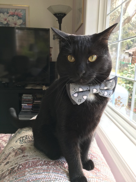 Entry image for Ollie. Clicking this image will show a larger photo