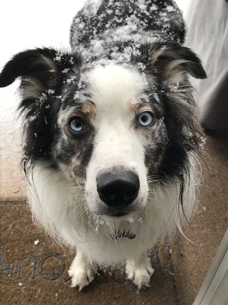 Entry image for Jango Pet. Clicking this image will show a larger photo