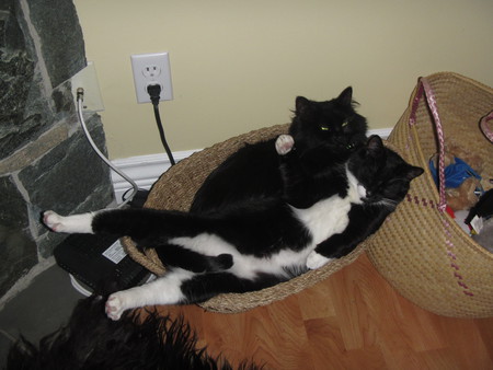 Entry image for Scooter and Sadie. Clicking this image will show a larger photo