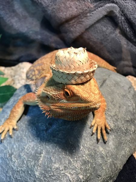 Entry image for Harry. Clicking this image will show a larger photo