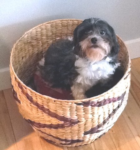 Entry image for Pollyanna. Clicking this image will show a larger photo