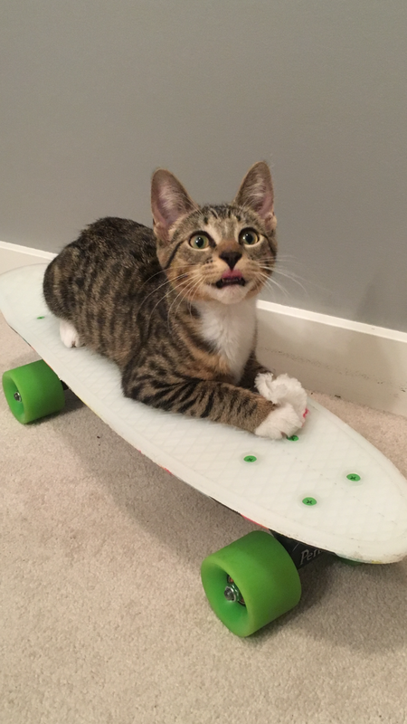 Entry image for Bella. Clicking this image will show a larger photo