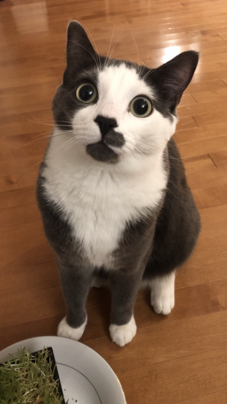 Entry image for Gizmo. Clicking this image will show a larger photo