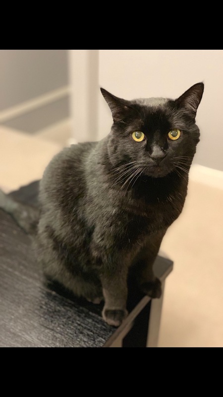 Entry image for Sebastian . Clicking this image will show a larger photo