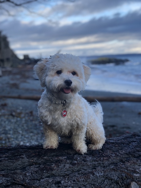 Entry image for Rudy. Clicking this image will show a larger photo