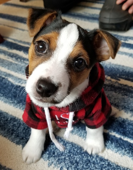 Entry image for Rupert . Clicking this image will show a larger photo