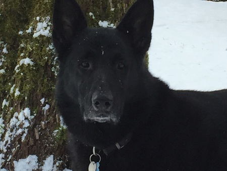 Entry image for Huston . Clicking this image will show a larger photo