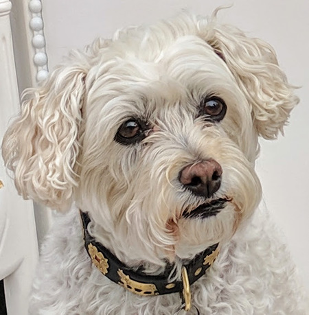 Entry image for Stella. Clicking this image will show a larger photo