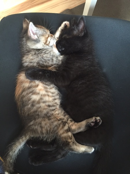 Entry image for Desmond and Molly. Clicking this image will show a larger photo