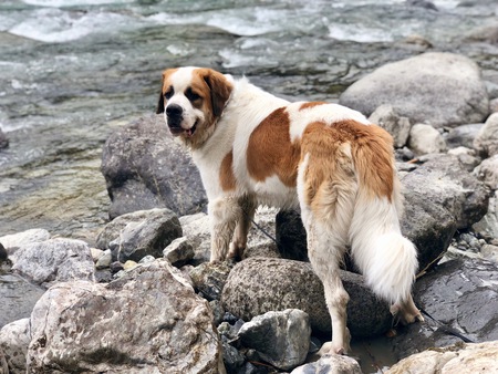 Entry image for Rocky. Clicking this image will show a larger photo