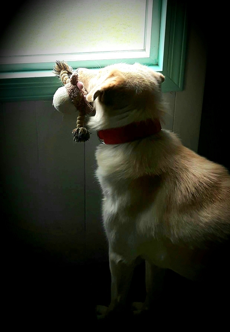 Entry image for Teddy. Clicking this image will show a larger photo