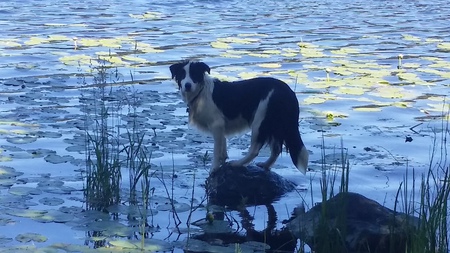 Entry image for Luna. Clicking this image will show a larger photo