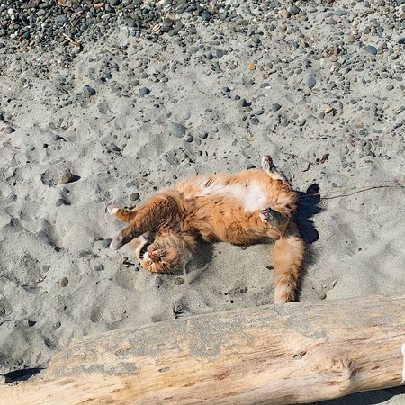 Entry image for Teddy. Clicking this image will show a larger photo