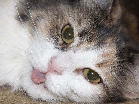 Entry image for Jewel. Clicking this image will show a larger photo