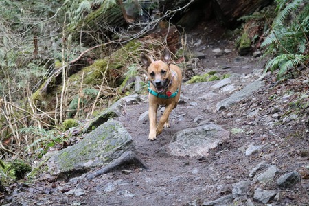 Entry image for Pebbles. Clicking this image will show a larger photo