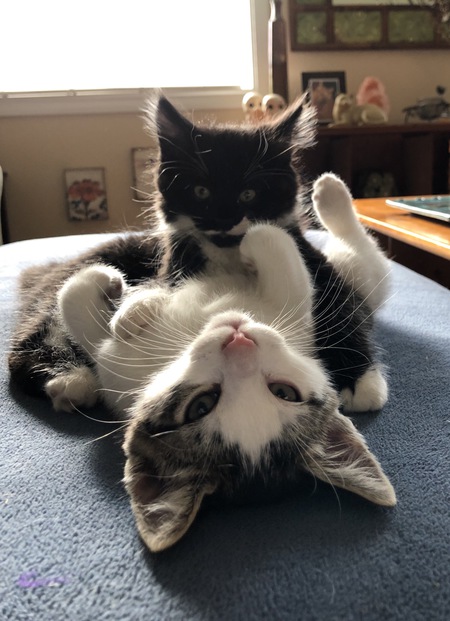 Entry image for Spencer (white/grey) Elliott (black). Clicking this image will show a larger photo