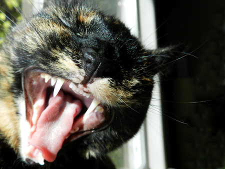 Entry image for Skywalker. Clicking this image will show a larger photo