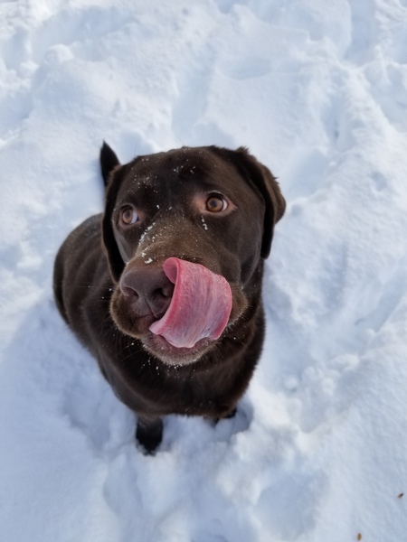 Entry image for Charlie Brown. Clicking this image will show a larger photo