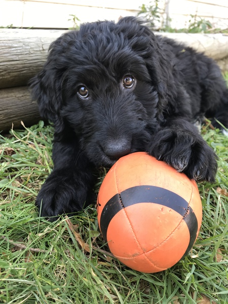 Entry image for Oreo. Clicking this image will show a larger photo