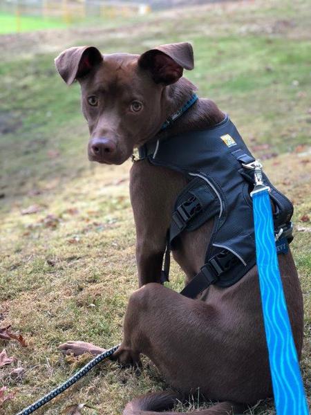 Entry image for Chevy. Clicking this image will show a larger photo