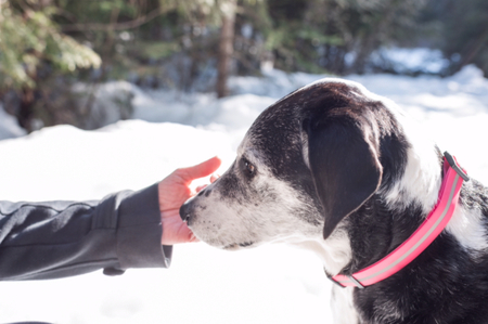 Entry image for Llena. Clicking this image will show a larger photo