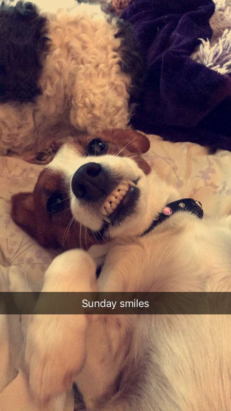 Entry image for Scarlet O’hara. Clicking this image will show a larger photo