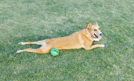 Entry image for Zoey. Clicking this image will show a larger photo