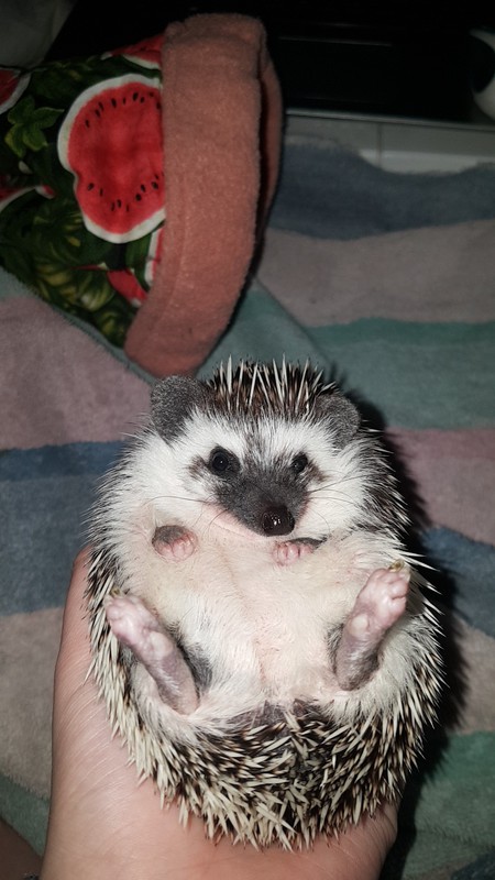 Entry image for Twig. Clicking this image will show a larger photo